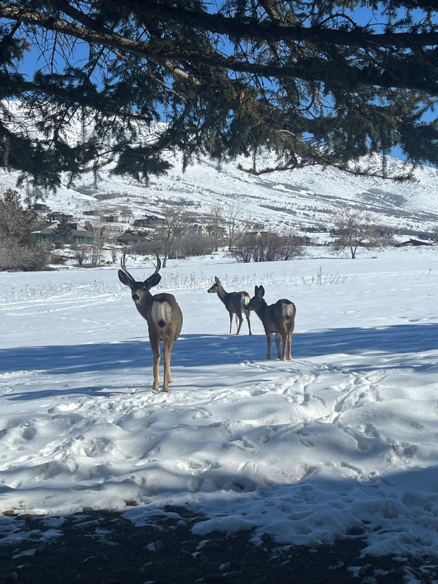 Wolf Creek Lodge Condo In Eden, Ut - Relaxing Mountain Retreat 外观 照片
